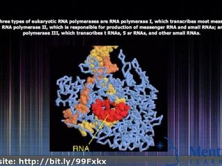 RNA Polymerase