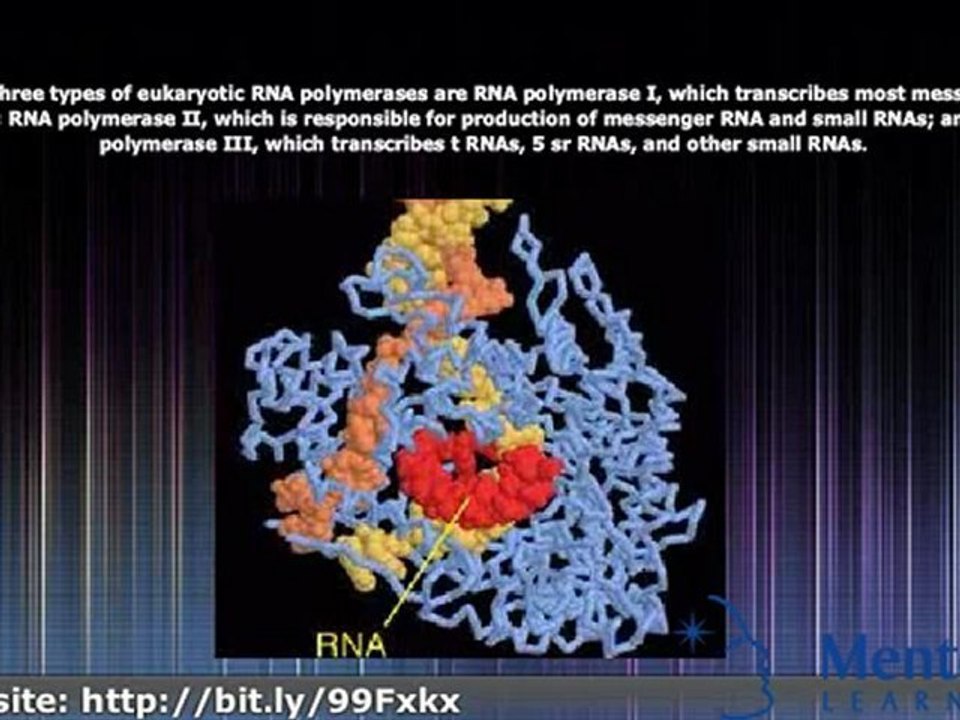 RNA Polymerase