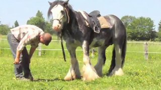 débourrage éthologique de Blueberry du Vallon, étalon Irish Cob de 5 ans