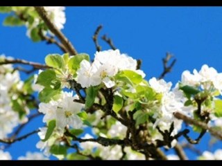 Choose the Best Plants for your Garden