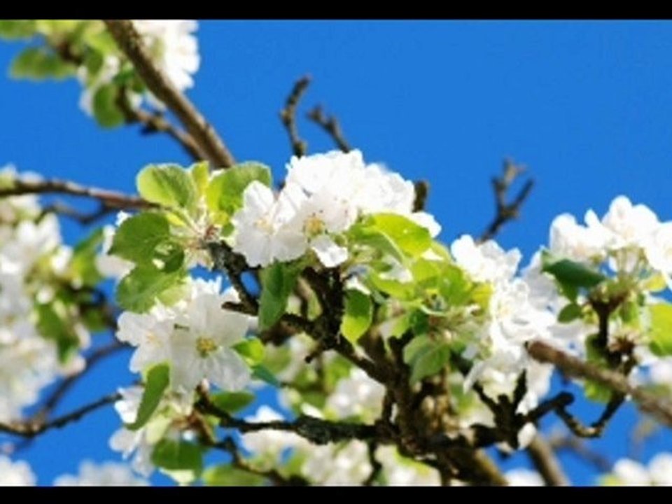 Choose the Best Plants for your Garden