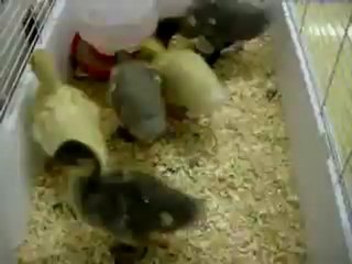 au revoir petits canetons 2-teacher87kitkat