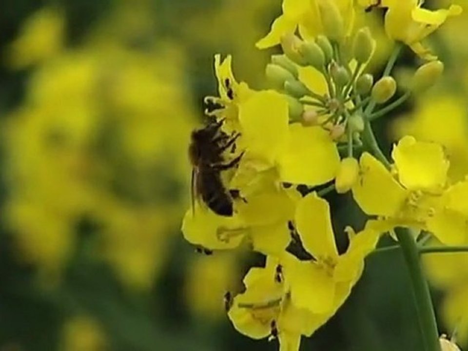 La France veut interdire un pesticide "soupçonné" d'être nocif pour les abeilles