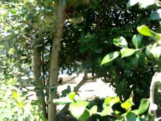 Sissou attend les bébés merles