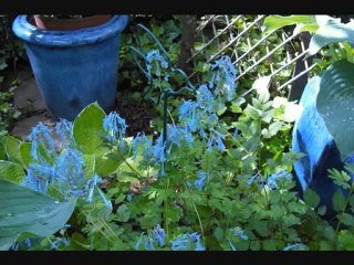 Rendez-vous aux jardins