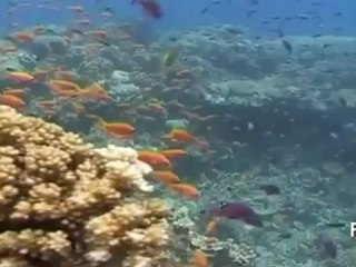 Great Barrier Reef under threat