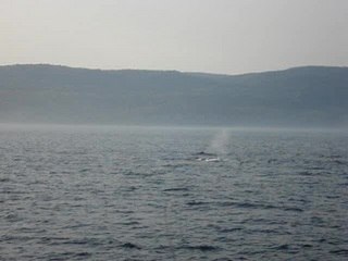 Baleine au loin