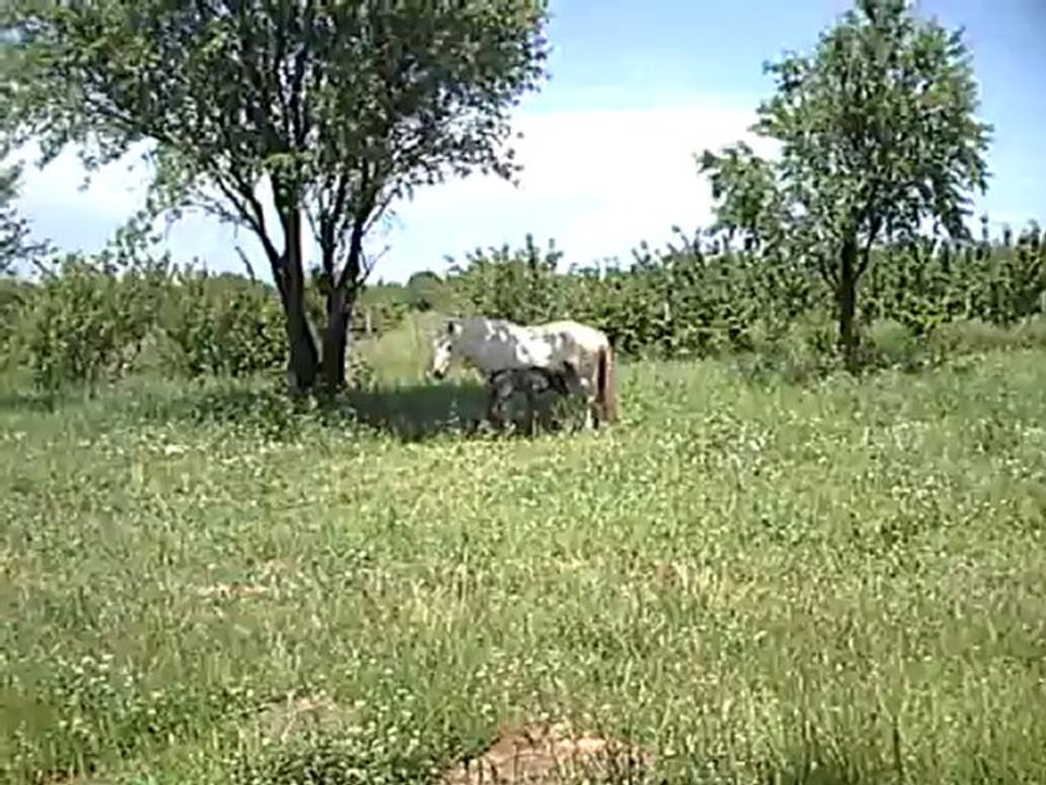 CELIMENE née le 25 mai 2012 012