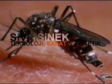 Sivrisinek; Teknoloji, Tasarım ve Sanat Harikası