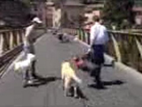 Une course de vaches empêche les travaux du pont de Couzon de débuter... scandaleux!