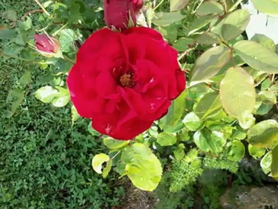 BONNE FETE A TOUTES LES  MAMANS