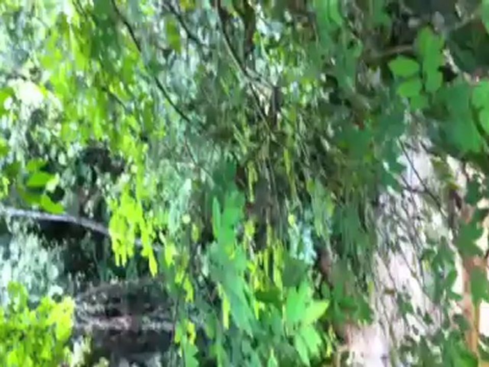 la jungle en Malaisie!