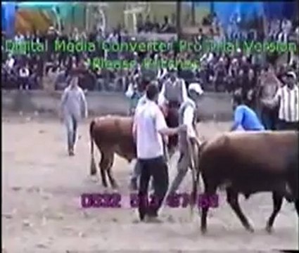 Yusufeli 12.Derekapı Boğa Güreşleri 2012 / Ayak Final Güreşi