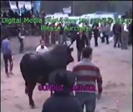 Yusufeli 12.Derekapı Boğa Güreşleri 2012 /Baş Kategorisi Güreşleri