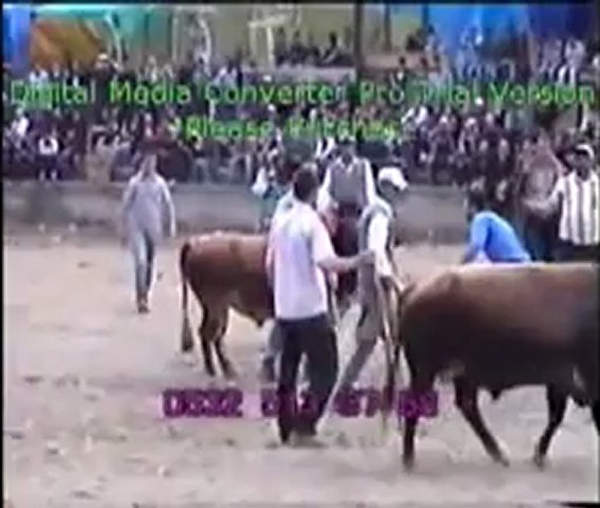 Yusufeli 12.Derekapı Boğa Güreşleri 2012 /Baş Kategorisi Güreşleri