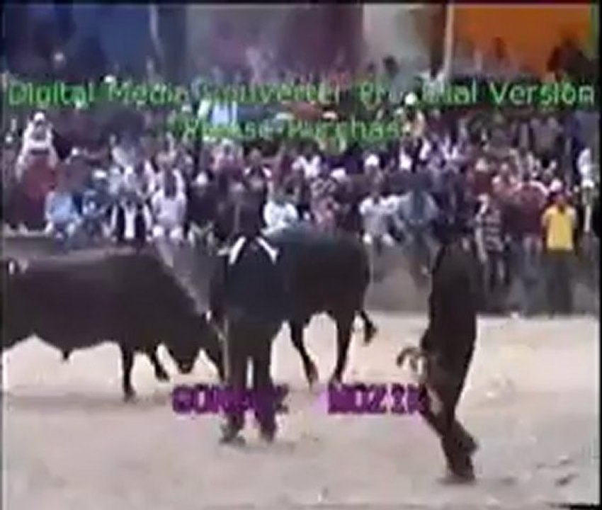 Yusufeli 12.Derekapı Boğa Güreşleri 2012 /Büyük Orta Güreşleri