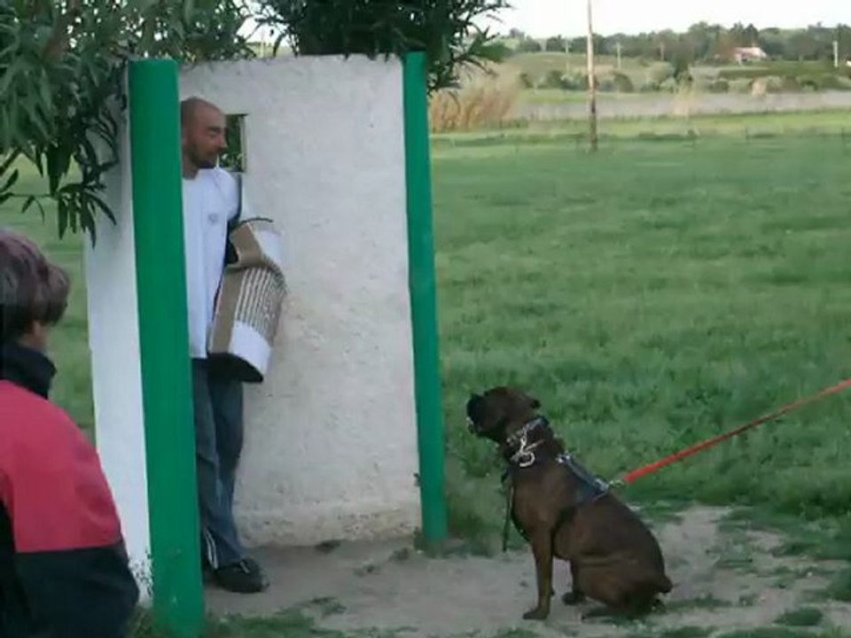 Entrainement Aboiement à la cachette