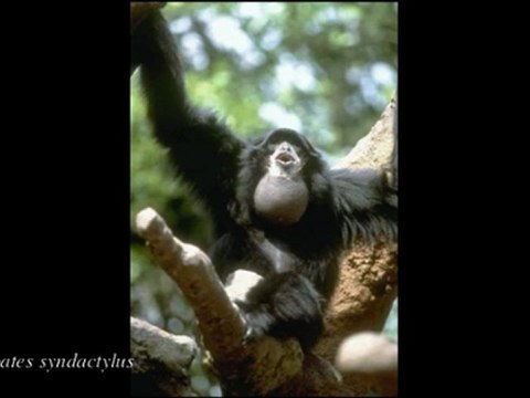 Origenes de la Musica: Hylobates, el simio cantor - Prof Manuel Lafarga