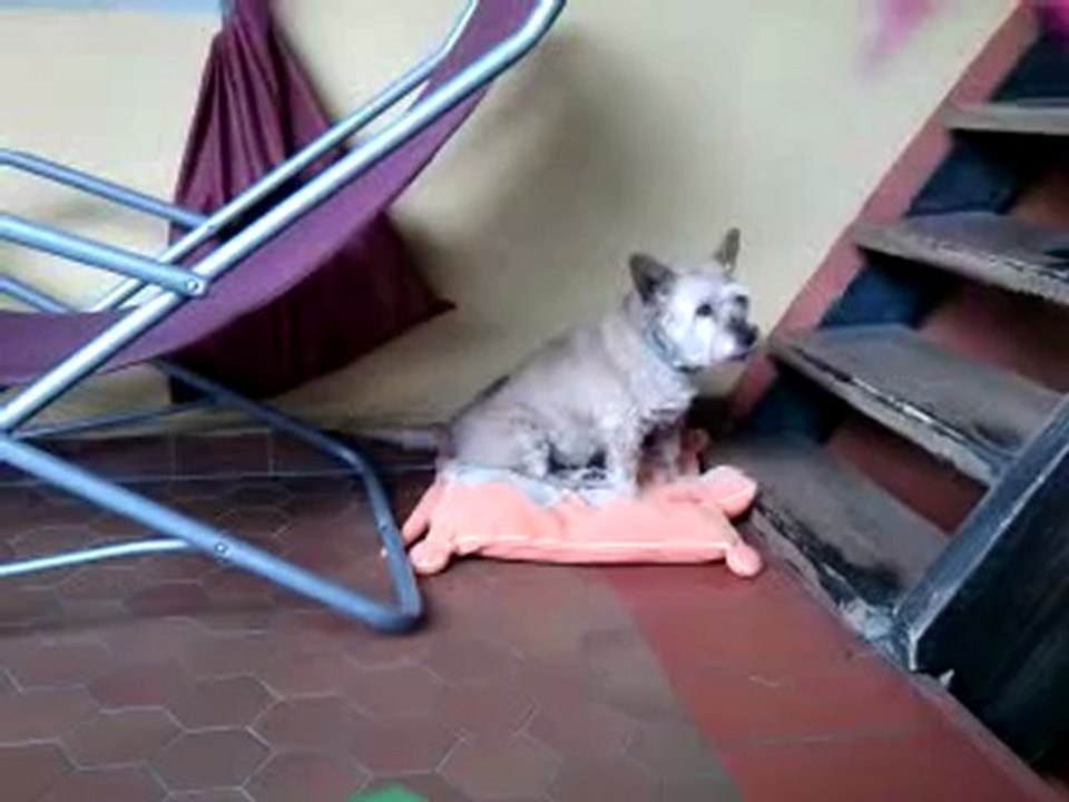 Maurice, chien méchant