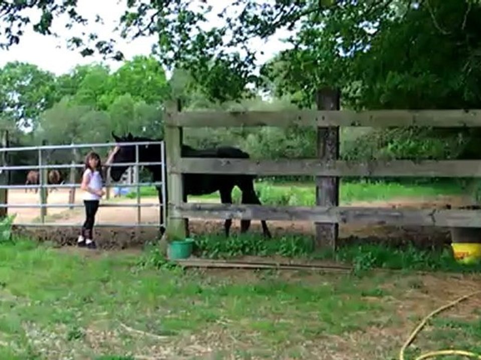 chevaux de franck