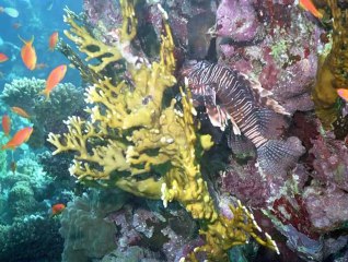 Мечты сбываются.