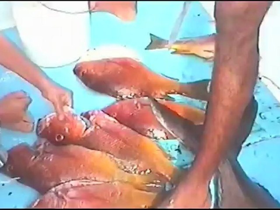 SAINT-CYPRIEN-FISHING, pêche sportive en haute mer Languedoc Roussillon