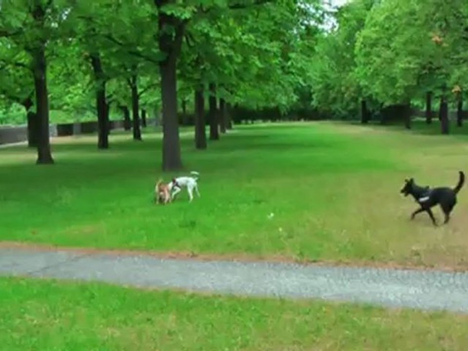 Dina, Biene und Kessy im Schillerpark
