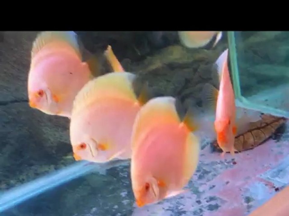 Albino PLATINUM
