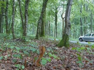 Clio RS1 - June 2012(1)