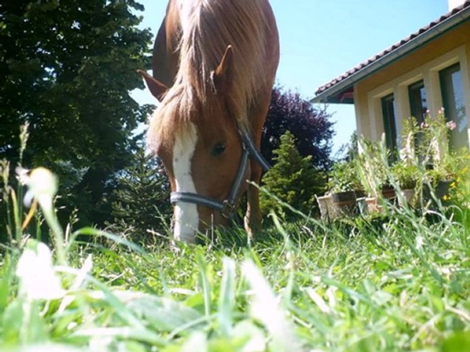 PONEY_FOU_p1