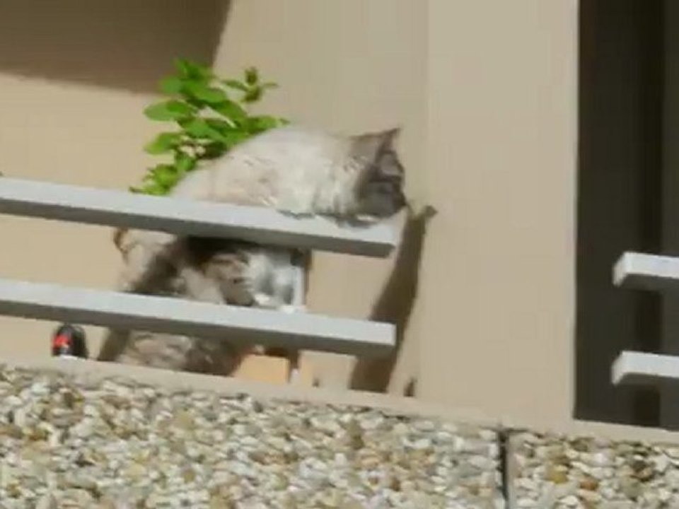 chat funanbule