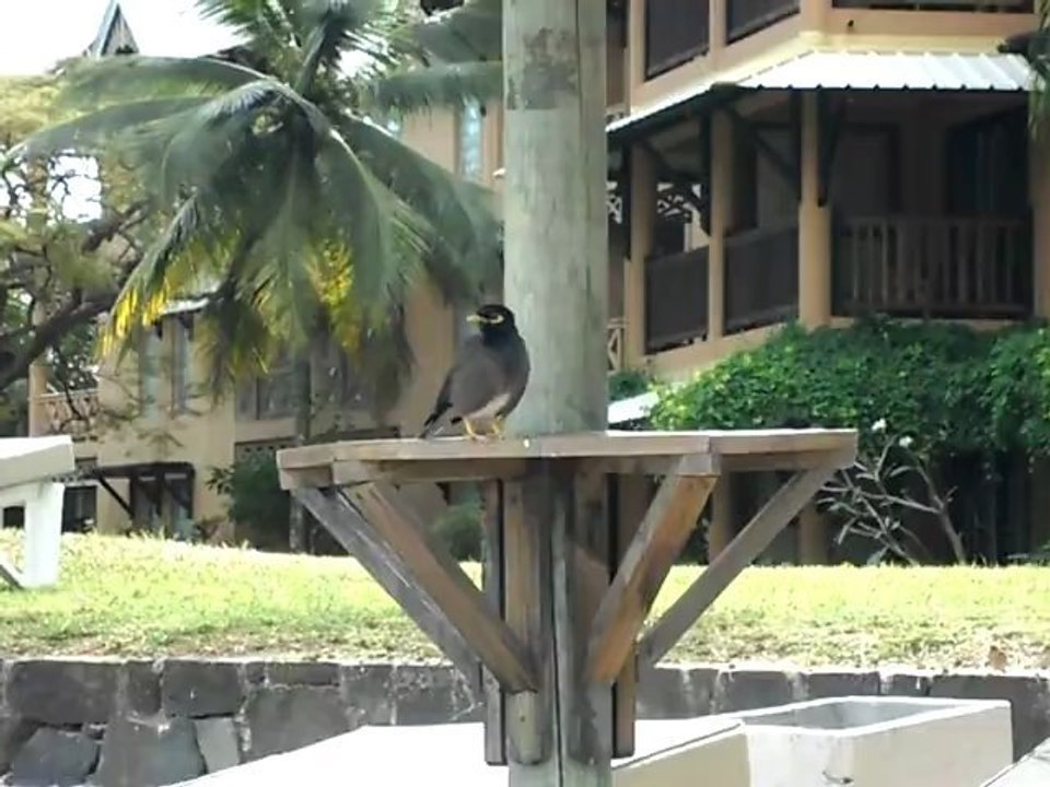 oiseau ile maurice 3