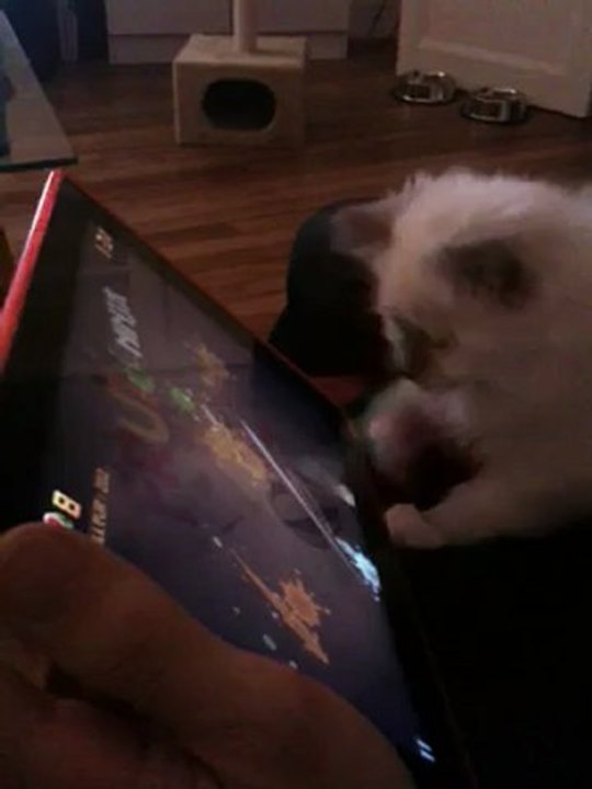Chaton Geek