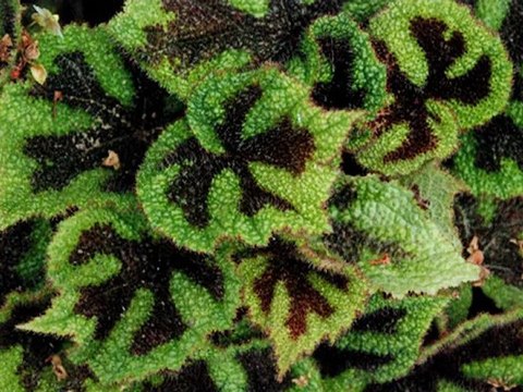 espaces verts, espaces vers ....