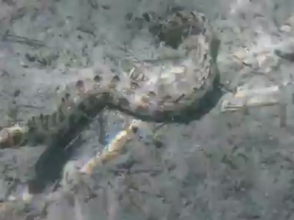 petite murene plage ile maurice