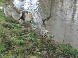 le chien loup tchecoslovaque . une vrai loutre