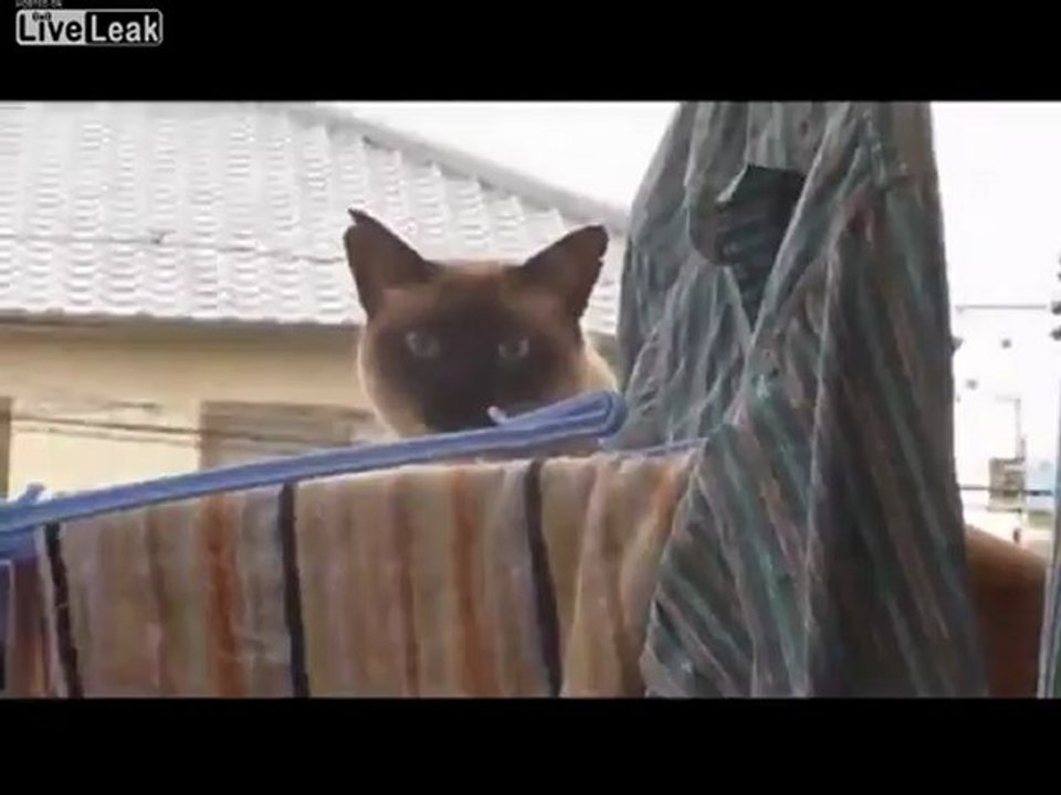 kittehfail00