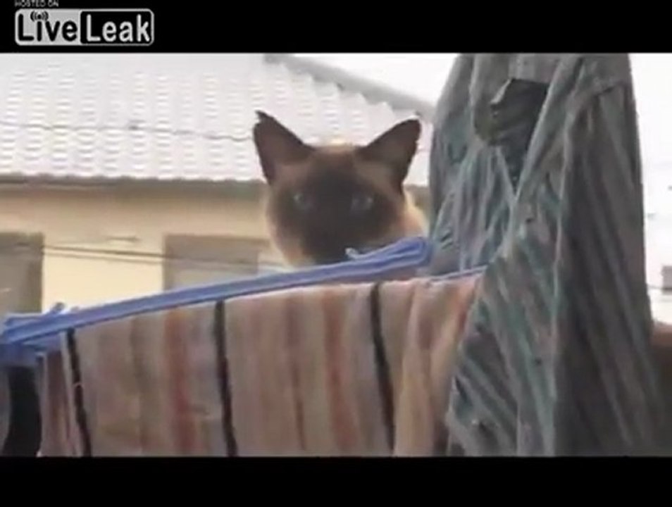 kittehfail01
