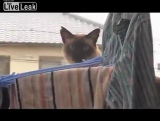 kittehfail01