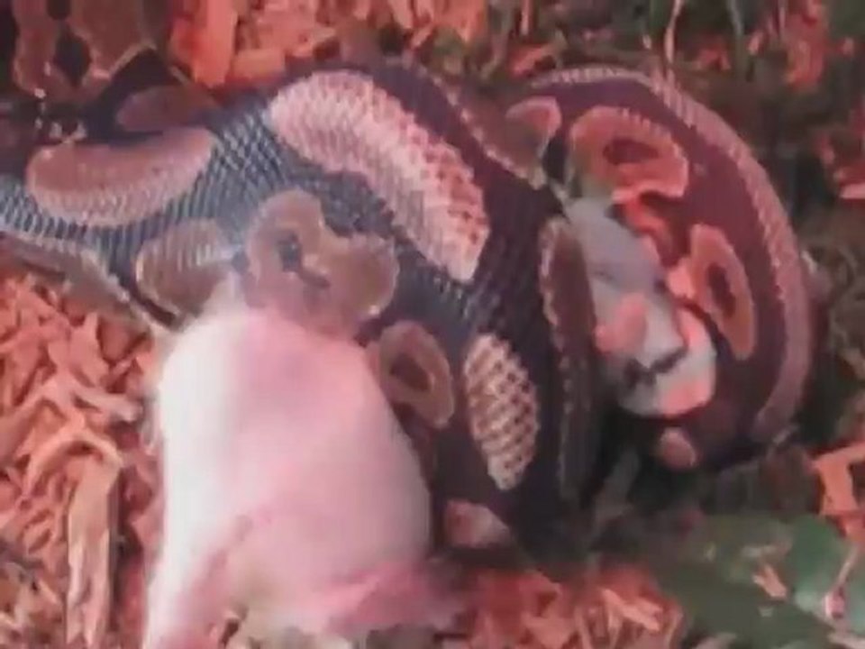 Snake Kills Rat For Dinner!