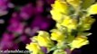Nature Stock Footage - Video Backgrounds - Blooms 01 clip 02 - Stock Video
