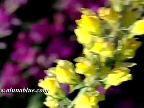 Nature Stock Footage - Video Backgrounds - Blooms 01 clip 02 - Stock Video