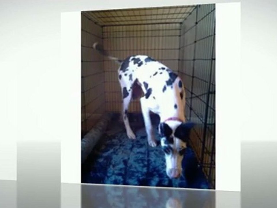 Midwest Starter Series Single Door Drop Pin Metal Dog Crate