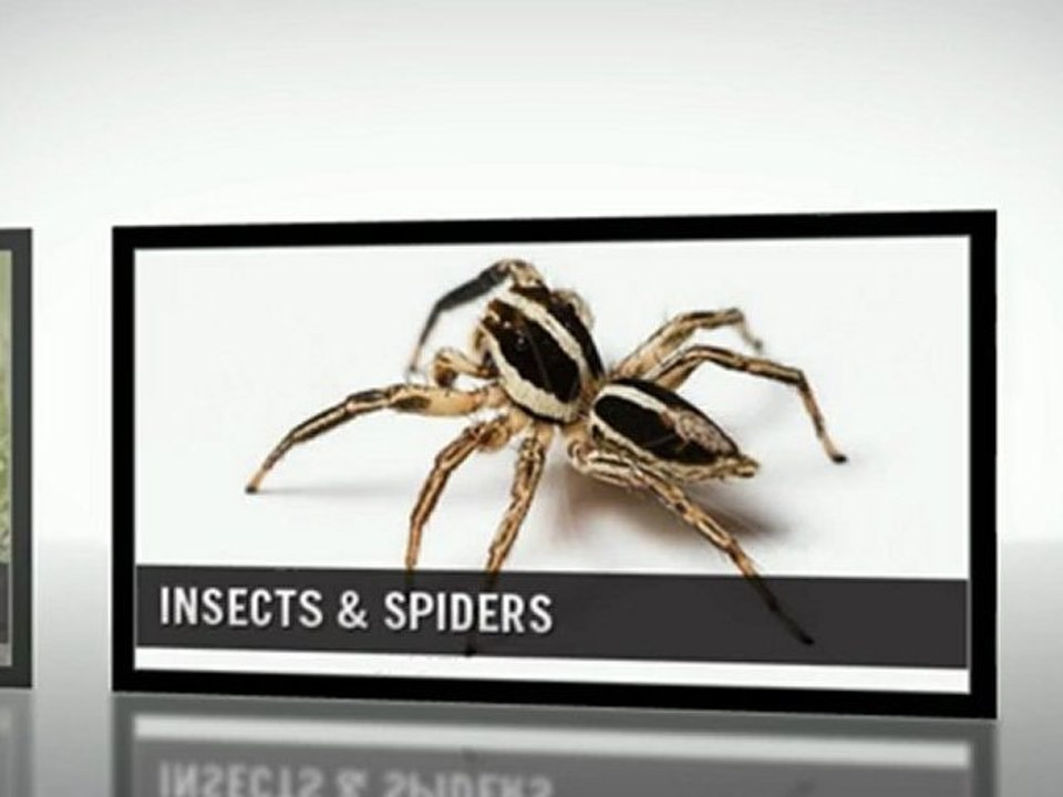 Pest Control