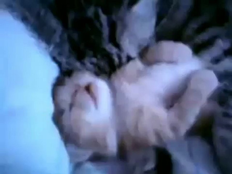 my cat,cetin