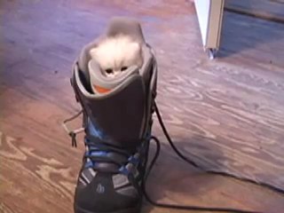 katze,kedi,cat,cetin