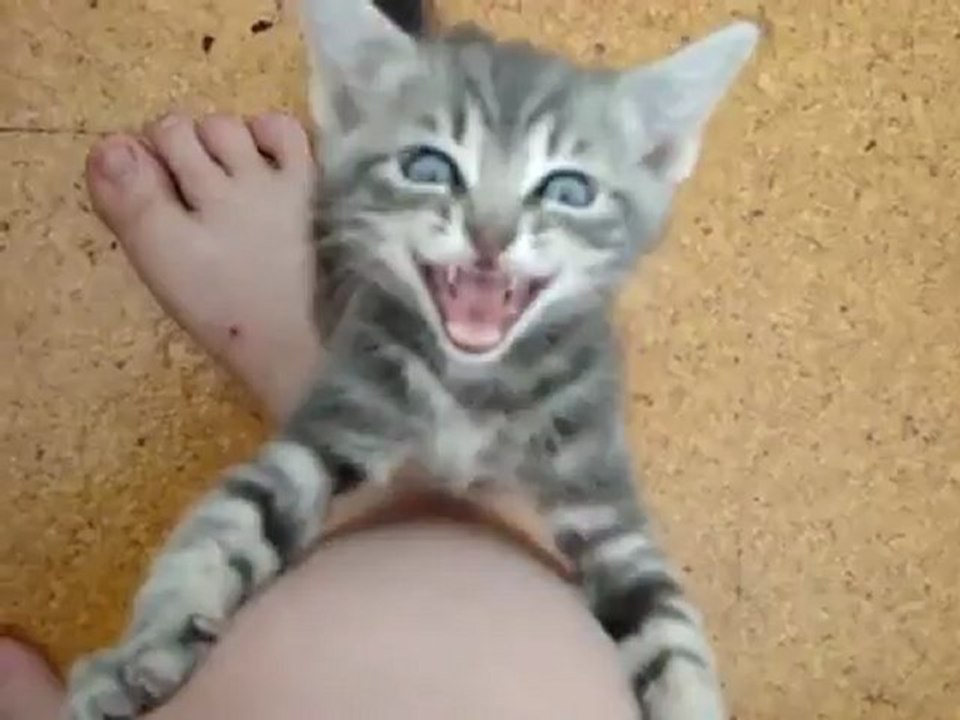 cat,katze,kedi,cetin