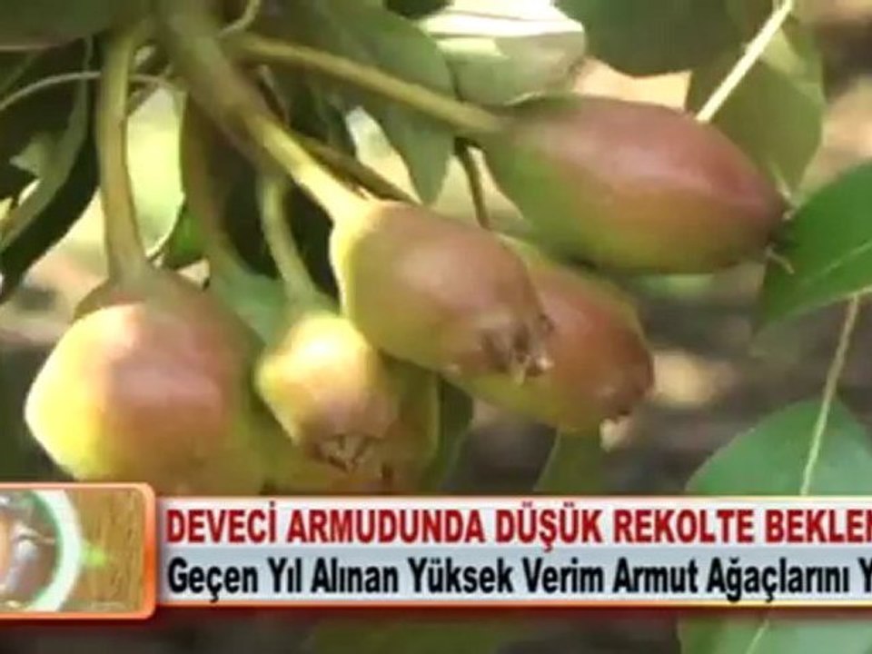 DEVECİ ARMUDUNDA DÜŞÜK REKOLTE BEKLENTİSİ