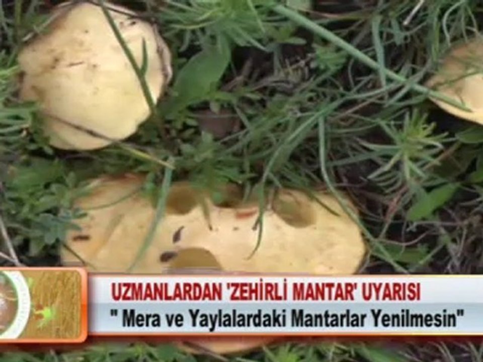 UZMANLARDAN ‘ZEHİRLİ MANTAR’ UYARISI