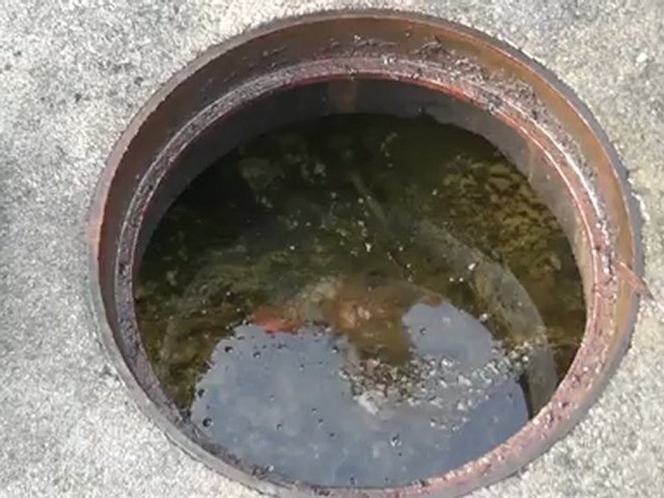 Sepa Oil separator
